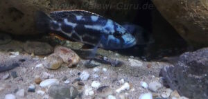 Nimbochromis livingstonii