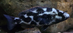 Nimbochromis livingstonii 'Border'