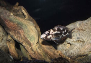 Nimbochromis livingstonii 'Border'