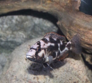 Nimbochromis livingstonii 'Border'