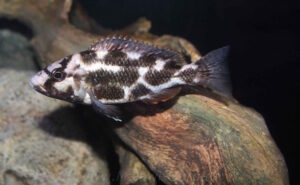 Nimbochromis livingstonii