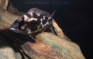 Nimbochromis livingstonii 'Border'