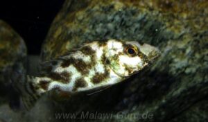 Nimbochromis livingstonii 'Border'