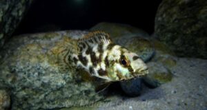 Nimbochromis livingstonii 'Border'
