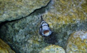 Nimbochromis livingstonii
