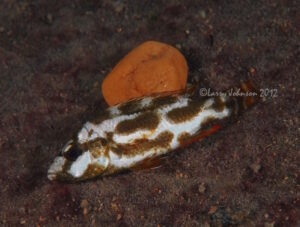 Nimbochromis livingstonii 'Border'
