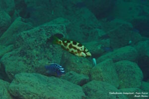 Nimbochromis livingstonii