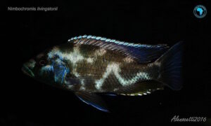 Nimbochromis livingstonii 'Cobwe'