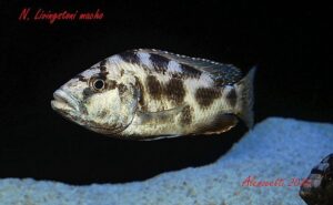 Nimbochromis livingstonii 'Cobwe'