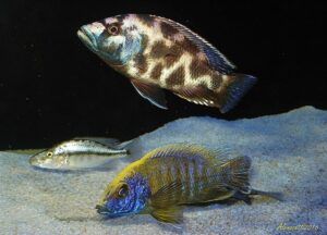 Nimbochromis livingstonii 'Cobwe'