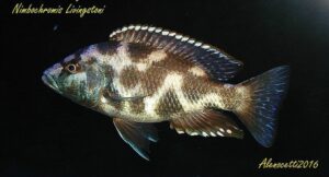 Nimbochromis livingstonii 'Cobwe'