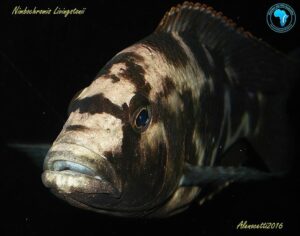 Nimbochromis livingstonii 'Cobwe'