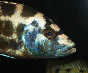 Nimbochromis livingstonii 'Cobwe'