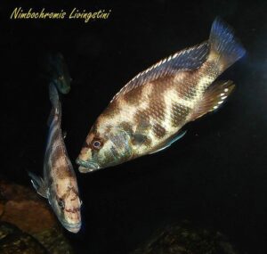 Nimbochromis livingstonii 'Cobwe'