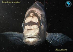 Nimbochromis livingstonii 'Cobwe'