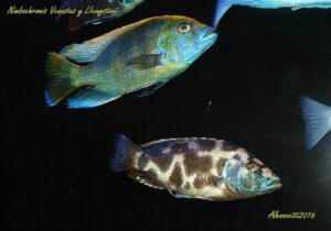 Nimbochromis livingstonii 'Cobwe'