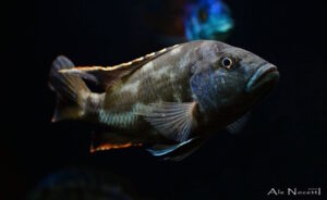 Nimbochromis livingstonii 'Cobwe'