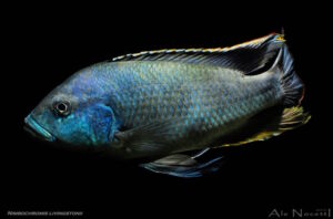 Nimbochromis livingstonii