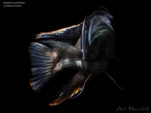 Nimbochromis livingstonii 'Cobwe'