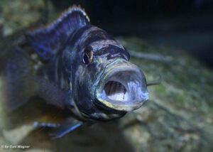 Nimbochromis livingstonii 'Jalo Reef'