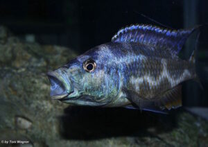 Nimbochromis livingstonii 'Jalo Reef'