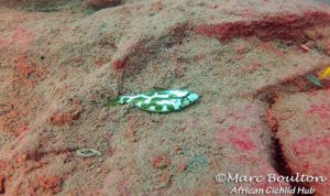 Nimbochromis livingstonii 'Lion's Cove'