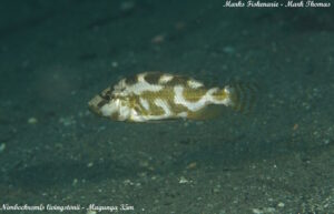 Nimbochromis livingstonii 'Magunga'