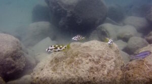 Nimbochromis livingstonii 'Mbamba Island'