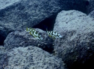 Nimbochromis livingstonii 'Membe Point'