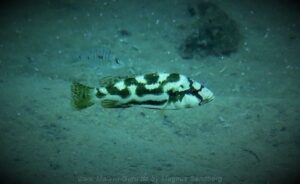 Nimbochromis livingstonii Arten