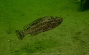 Nimbochromis polystigma Arten