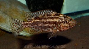 Nimbochromis polystigma