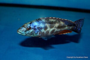 Nimbochromis polystigma