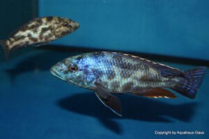 Nimbochromis polystigma 'Otter Point'