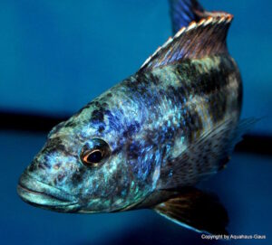 Nimbochromis polystigma