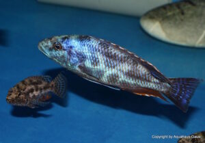 Nimbochromis polystigma 'Otter Point'