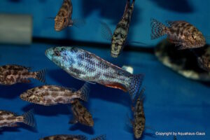 Nimbochromis polystigma 'Otter Point'