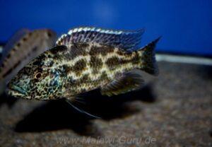 Nimbochromis polystigma