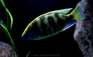 Nimbochromis venustus 'Luwala Reef'