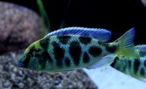 Nimbochromis venustus 'Luwala Reef'
