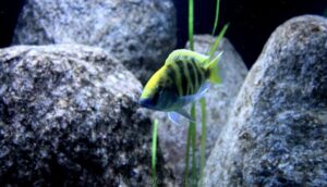 Nimbochromis venustus 'Luwala Reef'