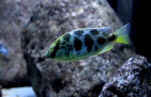 Nimbochromis venustus 'Luwala Reef'