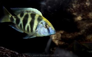 Nimbochromis venustus 'Luwala Reef'