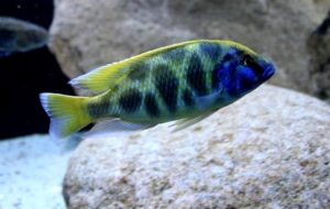 Nimbochromis venustus