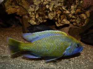 Nimbochromis venustus 'Luwala Reef'