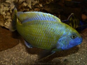 Nimbochromis venustus