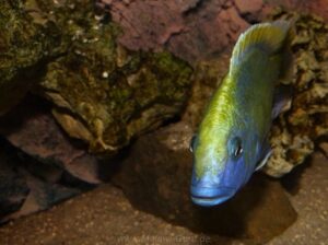 Nimbochromis venustus 'Luwala Reef'