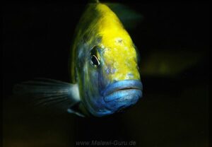 Nimbochromis venustus 'Luwala Reef'