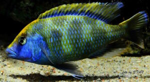 Nimbochromis venustus