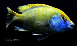 Nimbochromis venustus 'Senga Bay'-Galerie Nimbochromis venustus 'Senga Bay'
